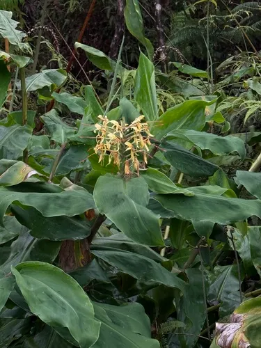Kahila Garland-lily