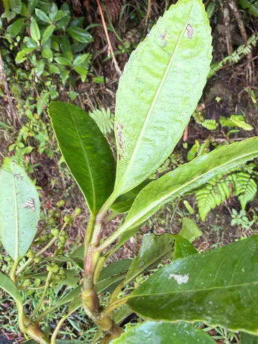 Cigarbush — photo by Mario