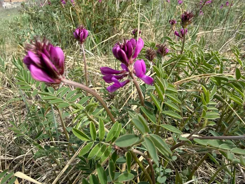 Utah Sweetvetch