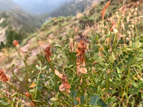 Western Sweetvetch