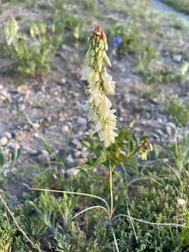 White Sweetvetch