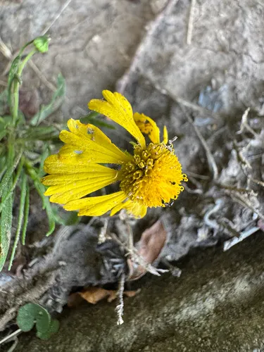 Sneezeweed — photo by Ryan Ruddy