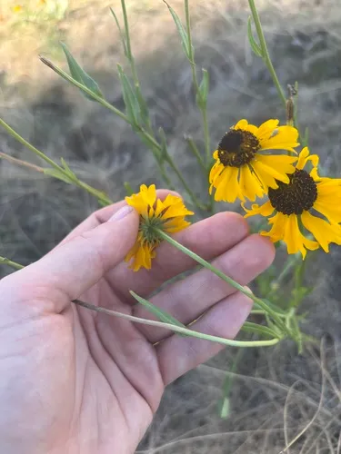 Arizona Sneezeweed