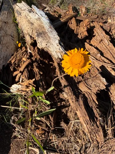 Bigelow's Sneezeweed