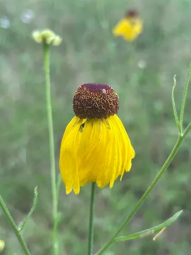 Oldfield Sneezeweed