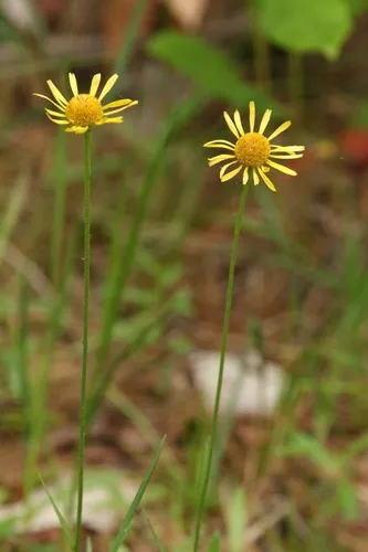 Fringed Sneezeweed