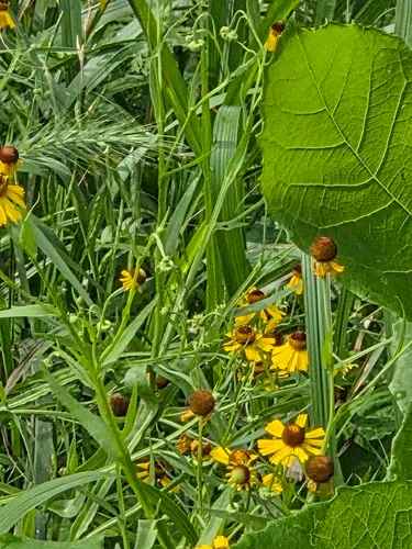Pretty Sneezeweed — photo by rhedaboardman