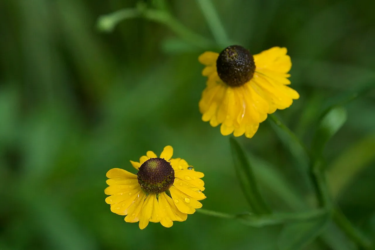Purplehead Sneezeweed — photo by Eric in SF