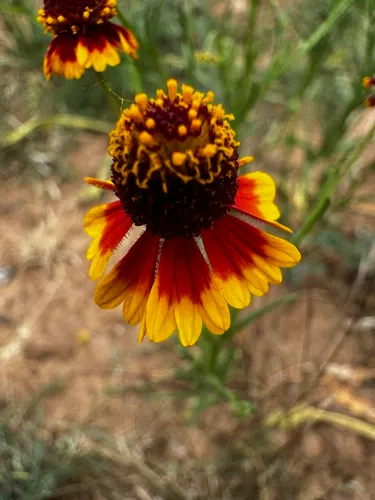Slimleaf Sneezeweed — photo by Scott Holt