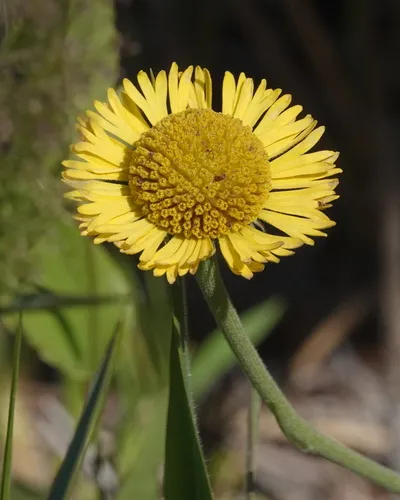 Southeastern Sneezeweed — photo by dish1978