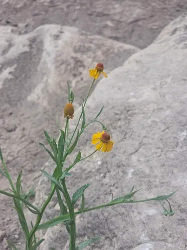 Longdisk Sneezeweed
