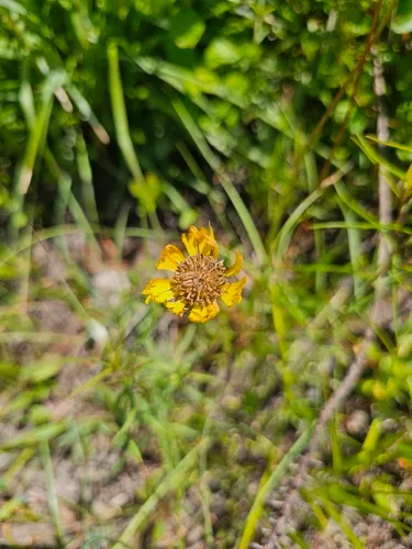 Savannah Sneezeweed — photo by anura