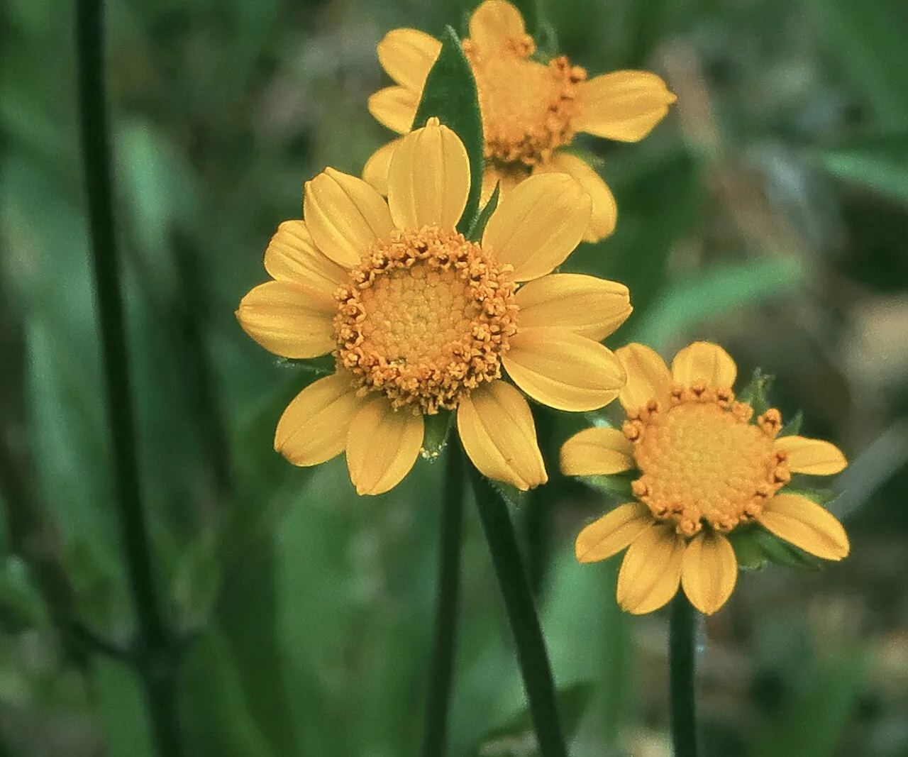 Nevada Helianthella (subsp. nevadensis) — photo by John Rusk from Berkeley, CA, United States of America