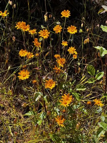 California Helianthella