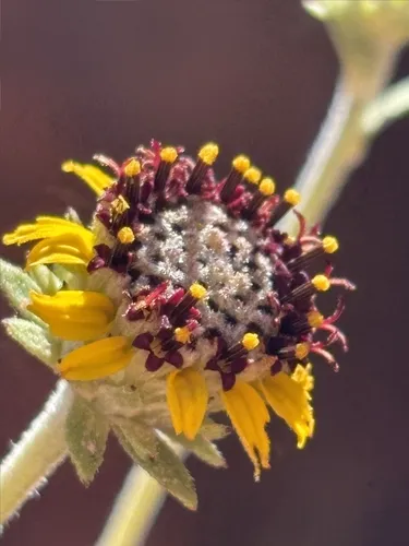 Purpledisk Helianthella — photo by Darrin Gobble