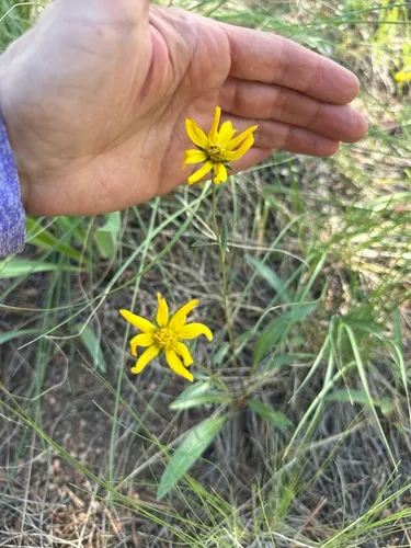 Parry's Dwarf-sunflower