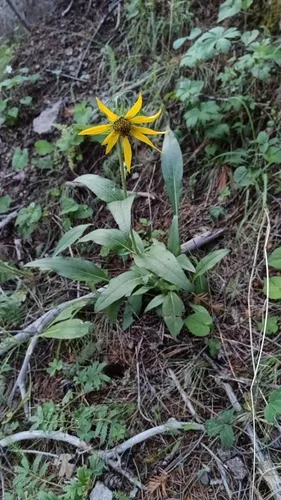 Fivenerve Helianthella