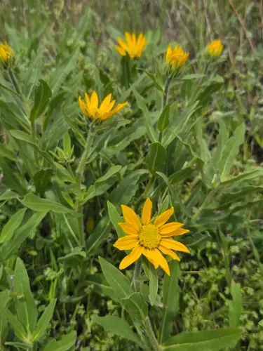 Oneflower Helianthella