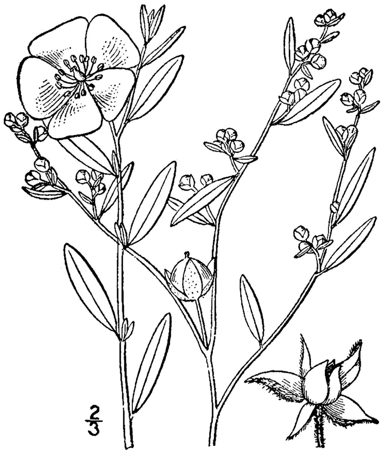 Longbranch Frostweed — photo by Britton, N.L., and A. Brown. 1913. An illustrated flora of the northern Unite…