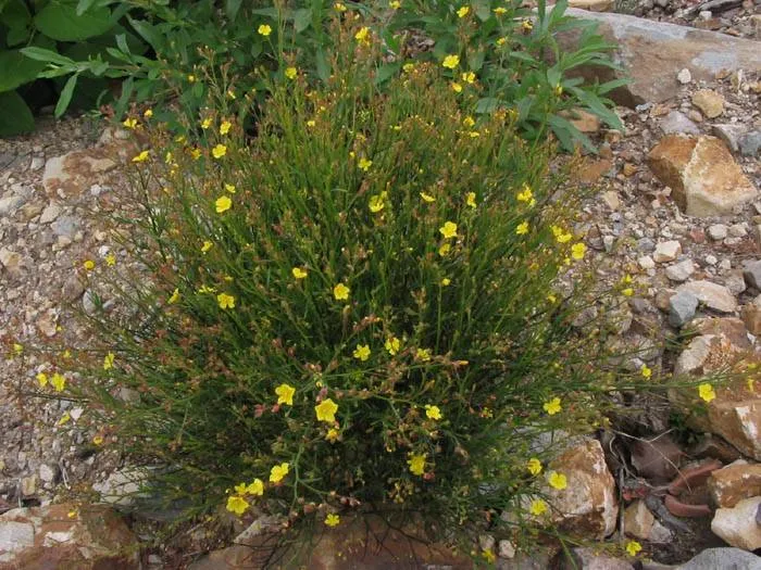 Bisbee Peak Rushrose