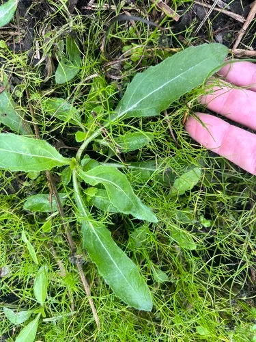 Southeastern Sunflower