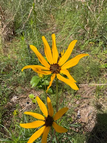 Swamp Sunflower