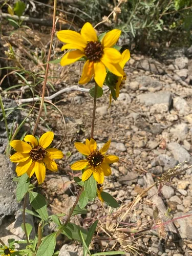 Serpentine Sunflower — photo by jrmorris
