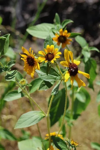 California Sunflower