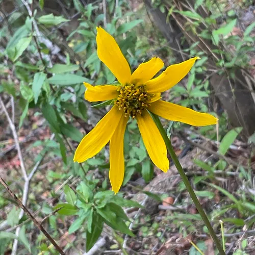 Lakeside Sunflower — photo by damien6868