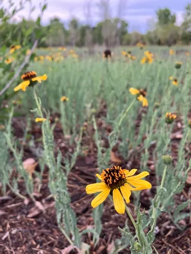 Texas Blueweed — photo by blanca s villalobos