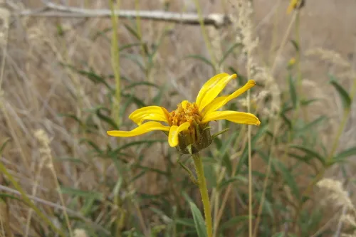 Cusick's Sunflower