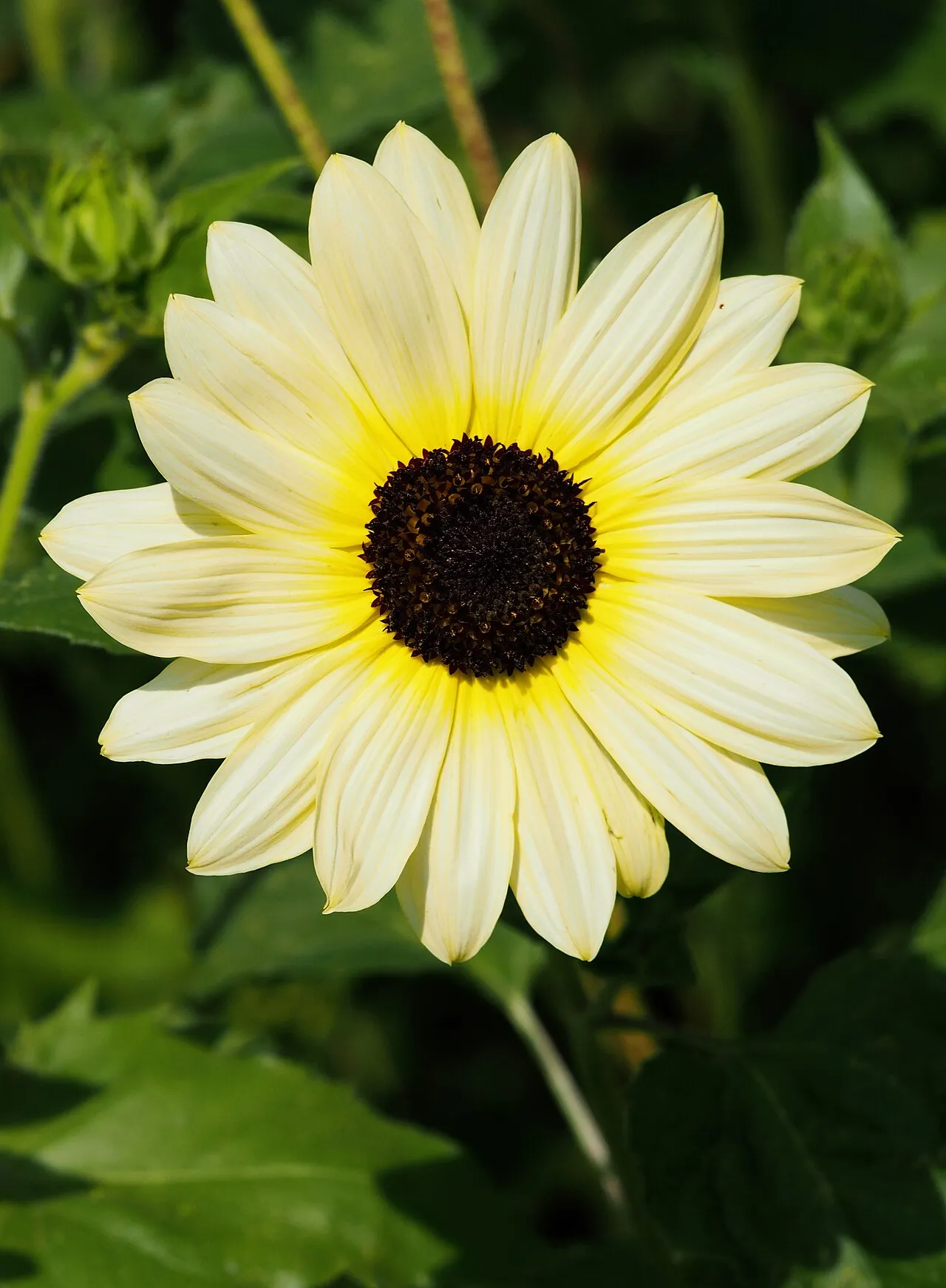 Cucumberleaf Sunflower (subsp. cucumerifolius) — photo by Agnieszka Kwiecień, Nova