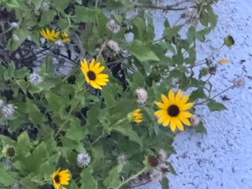 Cucumberleaf Sunflower