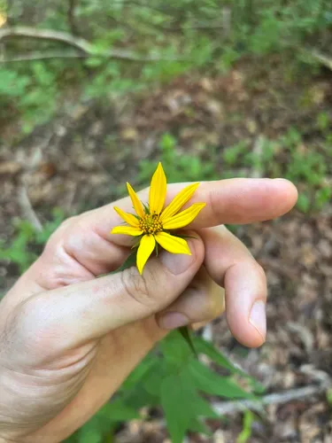 Woodland Sunflower — photo by Jack Looney