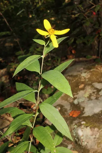Eggert's Sunflower — photo by Scott Ward