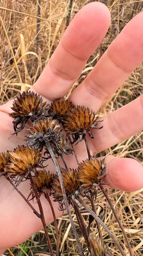 Giant Sunflower — photo by rashel lala morin-tremblay