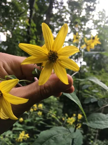 Whiteleaf Sunflower — photo by jakelly