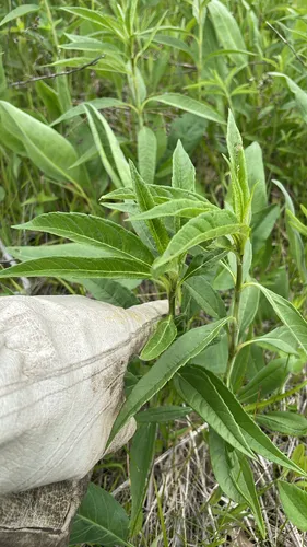 Sawtooth Sunflower