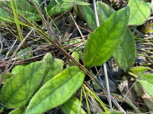 Variableleaf Sunflower — photo by Janet Wright