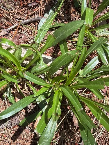Longleaf Sunflower — photo by daisyarrow