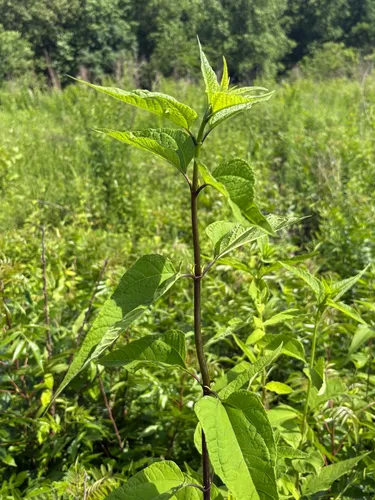 Small Woodland Sunflower — photo by Theo Witsell
