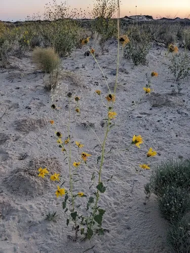 Neglected Sunflower — photo by Eric Knight