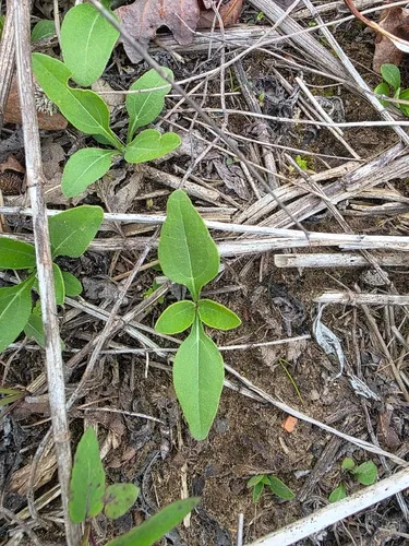Fewleaf Sunflower