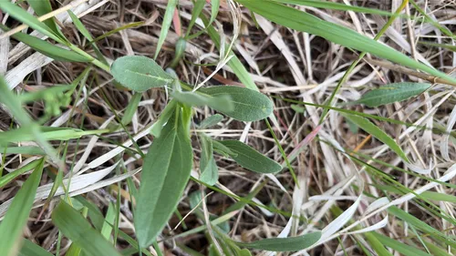 Stiff Sunflower