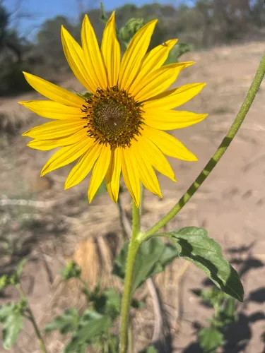 Prairie Sunflower