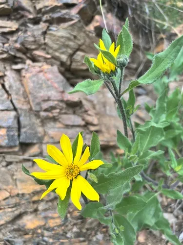 Little Sunflower — photo by Ed