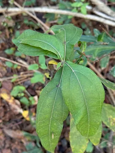 Resindot Sunflower — photo by pcharris