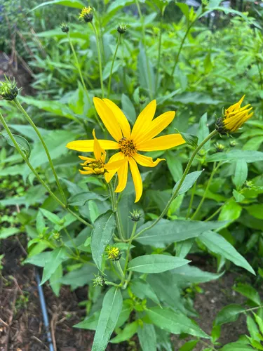 Paleleaf Woodland Sunflower — photo by Sara Gottlieb