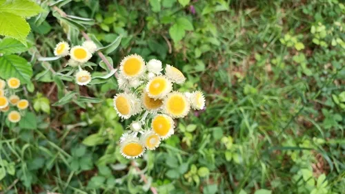 Stinking Strawflower — photo by andarubel