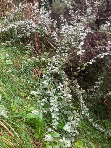 Licorice-plant
